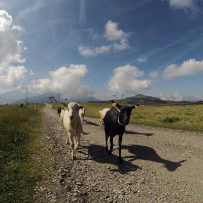 Les chèvres de nos alpages 