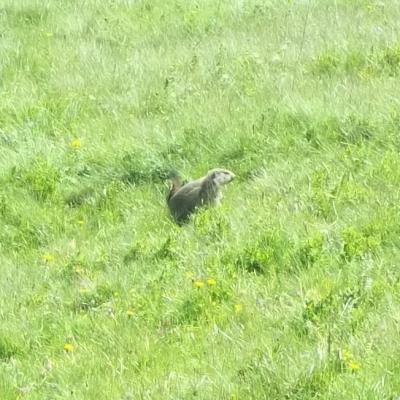 marmotte
